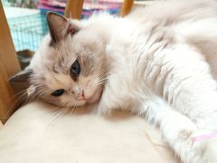 -猫咪派对(江南西店)