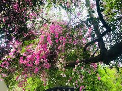 -深圳国际园林花卉博览园