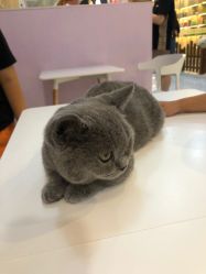 -Moni星球萌宠·小马宝莉·灵蛇·高端高阶全萌宠互动体验俱乐部(红豆国际广场店)