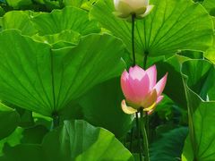 -莲花池公园