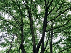 -青龙山国家森林公园