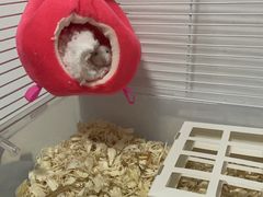 -钓仓鼠(洋桥北里小区店)