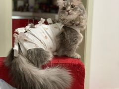 -纳吉亚猫专科动物医院博雅分院