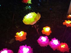 -广西壮族自治区药用植物园