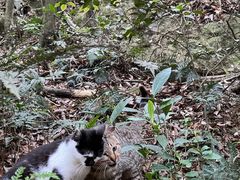 -普陀山慧济禅寺