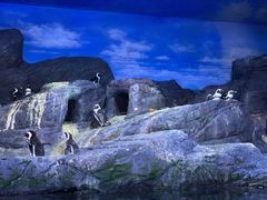 -暹罗海洋世界