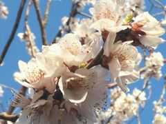 -桃花堤公园