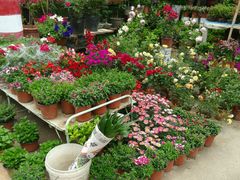 -金陵花卉交易市场