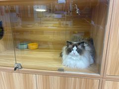 -猫十亿·布偶金渐层·曼基康矮脚猫舍(青年路店)