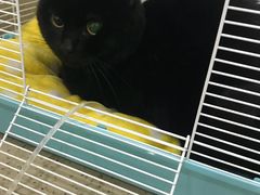 -伟伟宠物医院·CT影像中心·瑞派犬猫综合性门诊(汉口总院)