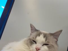 -有喵·猫咖·狗咖·30几只猫10只小狗(岗厦店)