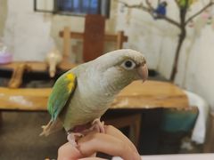 -深圳鸟咖鹦花岛
