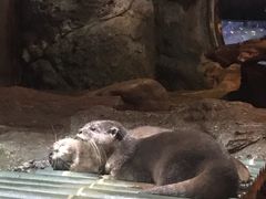 -暹罗海洋世界