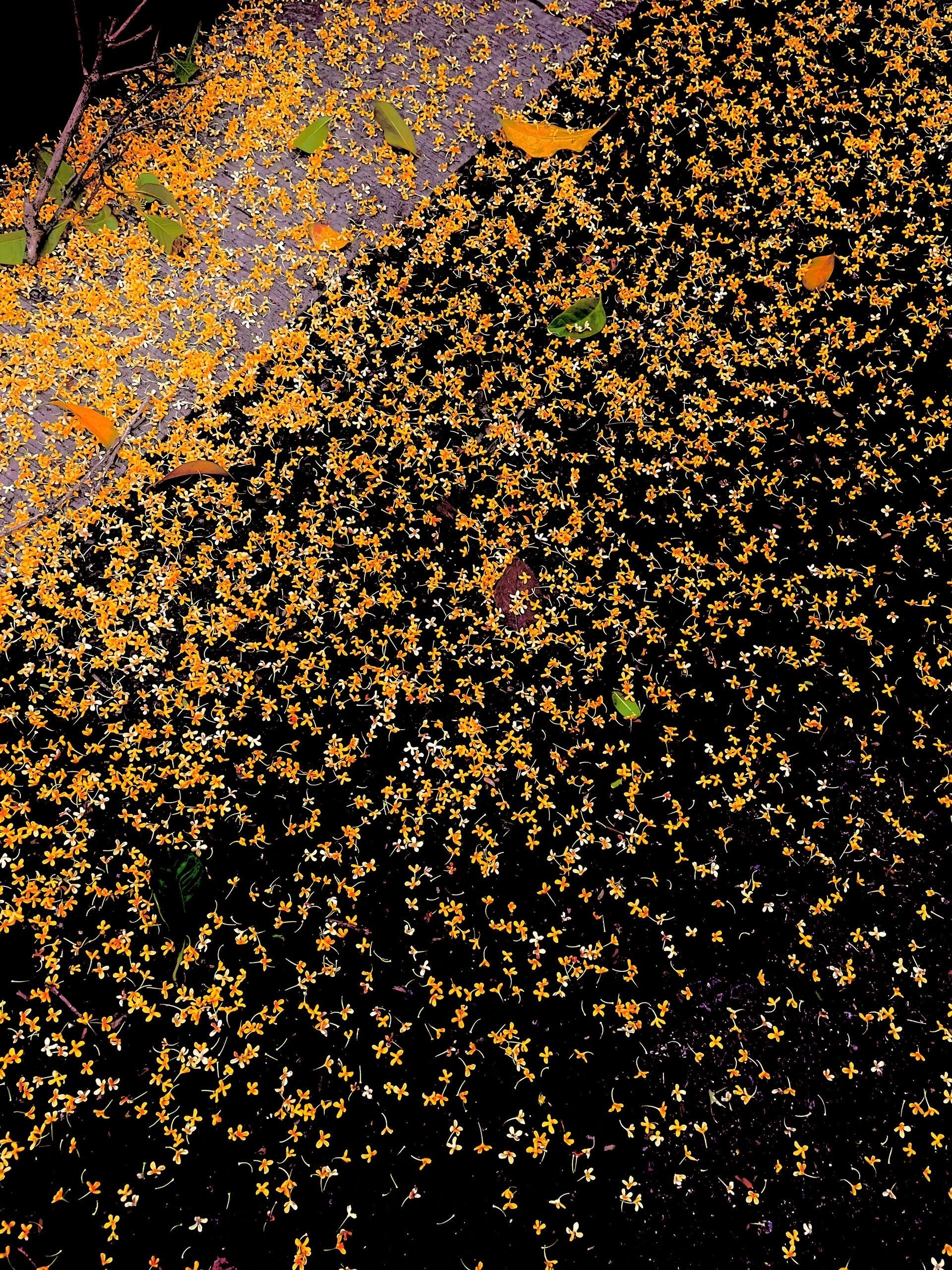 桂花是橙黄色的繁星✨