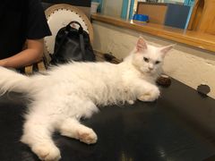 -猫小院猫主题咖啡厅(北锣店)