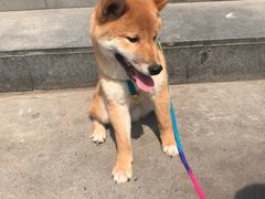 -宠颐生中康贝怡动物医院