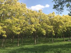 -大兴滨河森林公园