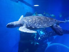 -成都浩海立方海洋公园
