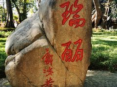 -瑞丽独树成林风景区