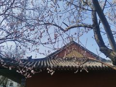-桃花堤公园