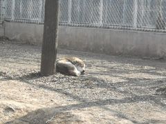 -石家庄市动物园