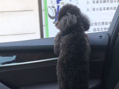 -大鹿岛