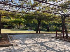 -嘉定紫藤园