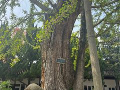 -苏州文庙(姑苏区)