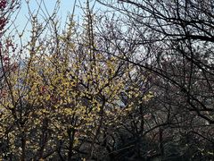 -香雪海