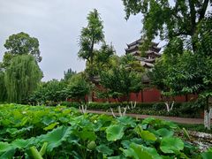 -桂湖森林公园
