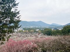 -香雪海