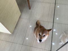 -瑞派天使宠物医院·神经外科·骨科·核磁(洛川中路店)