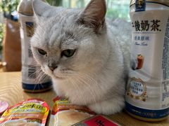 -李小姐の猫咖啡馆(五角场店)