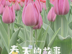 -深圳市中科院仙湖植物园
