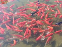 -八大山人梅湖景区