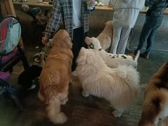 -萌喵咖啡屋(人民东路4号口M16商铺店)