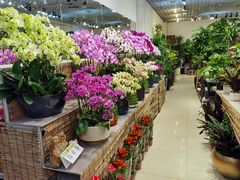 -双季花艺园艺市场(浦东店)