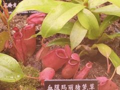 -中国科学院西双版纳热带植物园