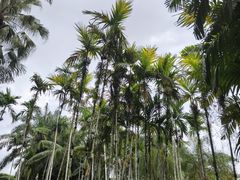 -中国科学院西双版纳热带植物园