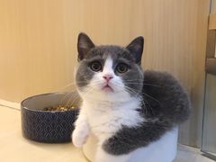 -momokira米努特·德文卷毛猫·棉花面纱犬
