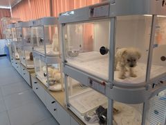 -翊宠yipet猫狗购宠庄园犬舍•猫舍