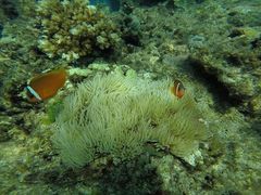 -斐济双桅帆船外岛一日游 浮潜 海钓 Tinhao号