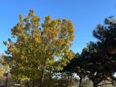 -北京西山国家森林公园