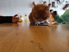 -平行世界·猫咖(首经贸店)