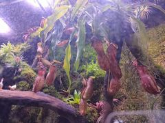 -正佳雨林生态植物园