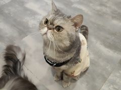 -楼上猫咖(罗湖店)