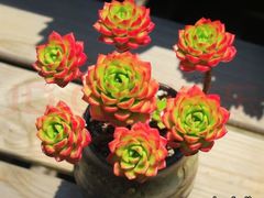 -全聚德(蓝山店)