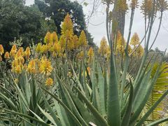 -墨尔本皇家植物园