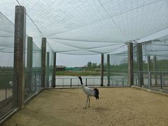 -盐城丹顶鹤湿地生态旅游区