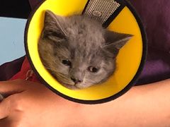 -瑞派福兴宠物医院犬猫全科·骨科·中西医结合(河东店)